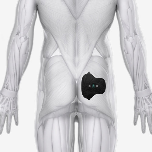 Halo Glute Pad Set
